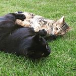 Mindy & Buddy & Cherry Moo - Instagram Profile Picture of Mindy & Buddy & Cherry Moo (@mindybuddycherry) on Instagram