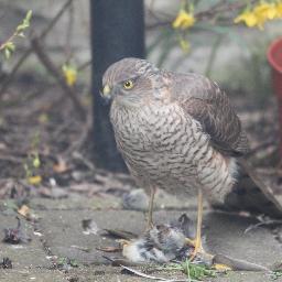 Profile Picture of Mike Hannam (@mikehyorker) on Twitter