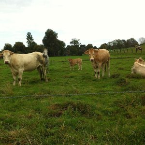 Profile Picture of Veronique Mouvet (@mouvet.veronique) on Myspace