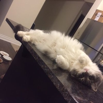 Profile Picture of Go Beast Go (@JeffStanzel1) on Twitter