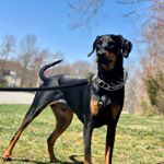 Profile Picture of Abraham Lorenzo Greco-Saccone (@honest_abe_k9) on Instagram