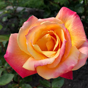 Profile Picture of Marc Webster (@marcwebster6956) on Youtube