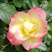 Karen Bainbridge Roses - Youtube Profile Picture of Karen Bainbridge Roses (@karenbainbridgeroses2919) on Youtube