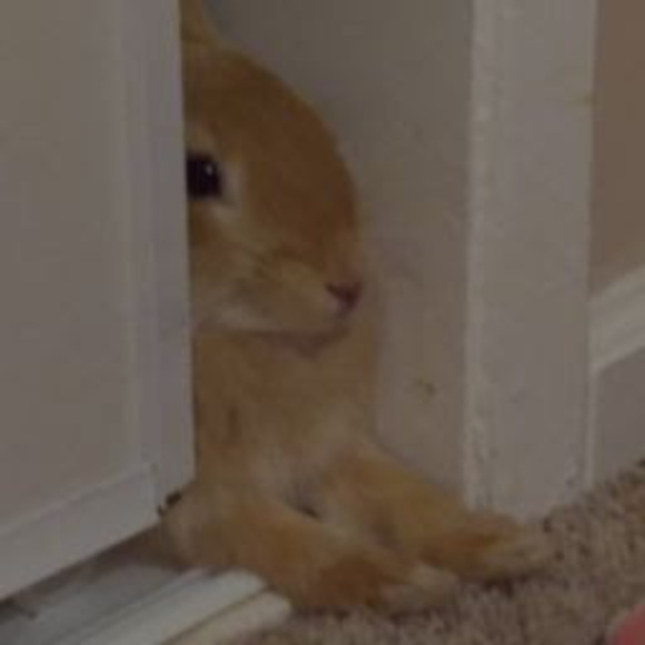 Profile Picture of Mellow Mellow (@alvearkaitlyn) on Poshmark