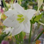 Profile Picture of 선그루 원예(3층 고속터미널 3층 꽃시장 161호) (@sungrow161) on Instagram