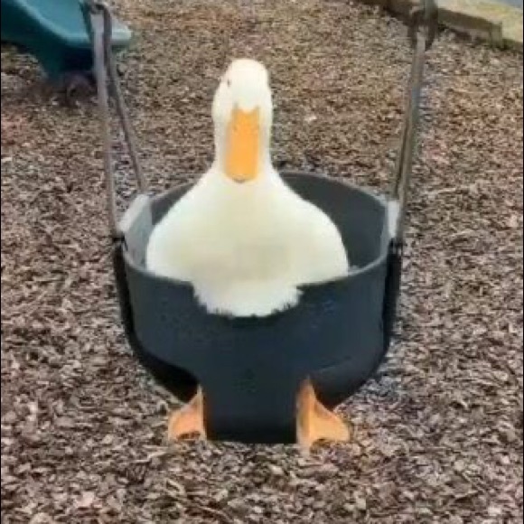 Profile Picture of Tiffani Grelson (@finch_g) on Poshmark