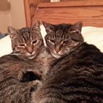 Profile Picture of Paula Fields (@pmfields) on Instagram