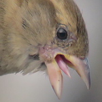 Profile Picture of George Kuriakose Basil (@Kolenchery Georgettan) on Flickr