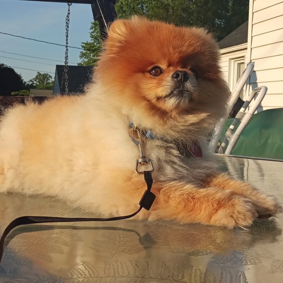 Profile Picture of Ivana Weller (@ivanaweller) on Poshmark