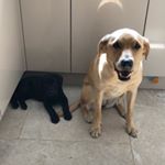 Profile Picture of Poppy & Olive Roberts 🐾 (@thelabsisters) on Instagram