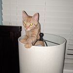 Profile Picture of Tyler Heine (@tylerheineofficial) on Instagram