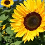 Profile Picture of Mark Tarayo (@Mark-Tarayo) on Facebook