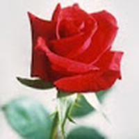 Profile Picture of Rose Lapp (@rose-lapp-2) on Quora