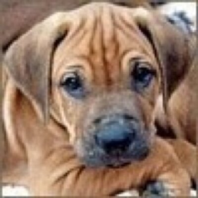 Profile Picture of David Mandel (@DavidMandel5) on Twitter