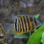 Profile Picture of Richard Morgan (@kempo68) on Flickr