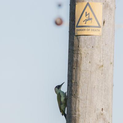 Profile Picture of Mark Askew (@yafflehunter) on Twitter