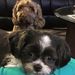 Profile Picture of Tracey Murphy (@steelers8626) on Pinterest