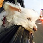 Profile Picture of Bentley Carlos (@bentley.mrb) on Instagram