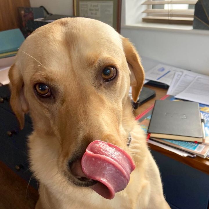 Profile Picture of Doris (@doristhegoldenlab) on Tiktok
