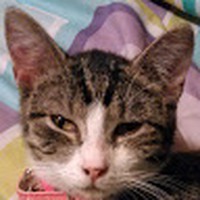 Mario Carrano Jr - Quora Profile Picture of Mario Carrano Jr (@mario-carrano-jr) on Quora