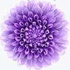 Profile Picture of josie_craddock (@@josie_craddock) on Tiktok