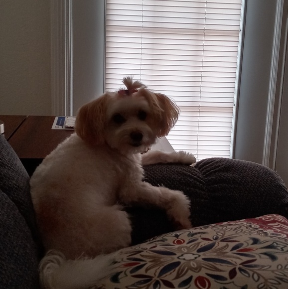 Profile Picture of Kim Tolley (@scrubchick264) on Poshmark