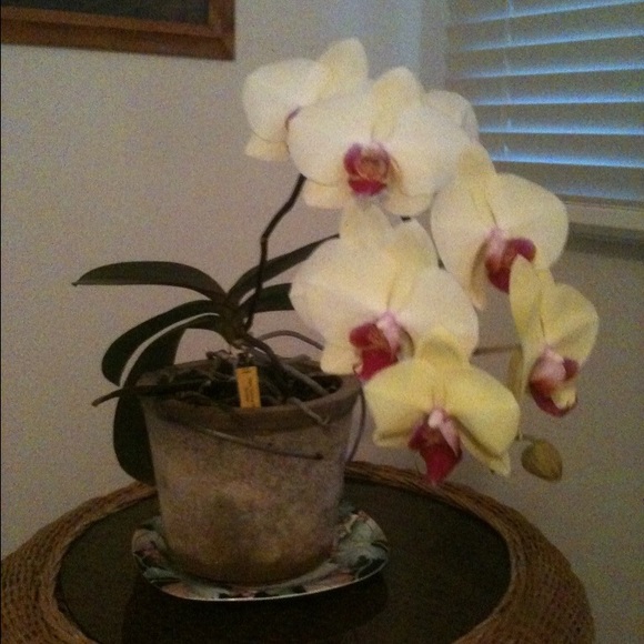 Profile Picture of Carlyn Tamura (@maile68) on Poshmark