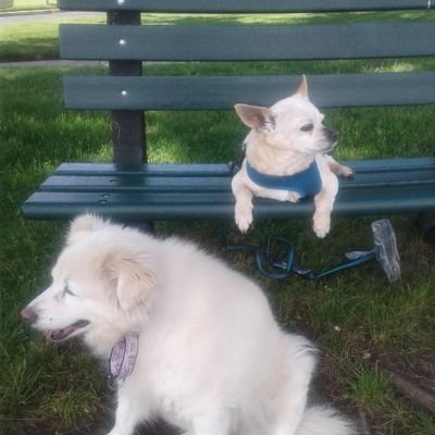 Profile Picture of Lily 'n Me & Angels Ginger & Taz (@thatjames1130) on Twitter