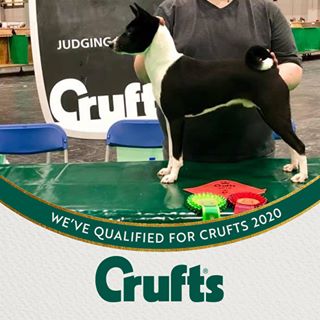 Profile Picture of Tom Casentieri (Alchez Showdogs) (@casentieri1) on Facebook