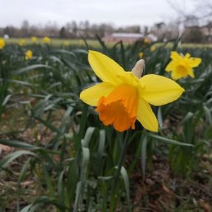 Profile Picture of Lin Xue (@CarolLxue1) on Twitter