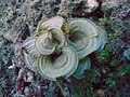 Profile Picture of Padina (alga)on Wikipedia