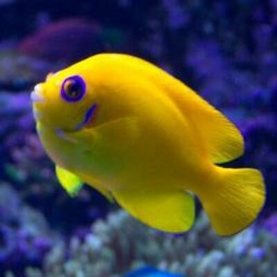 Yiming Liu - Twitter Profile Picture of Yiming Liu (@bitstream9) on Twitter