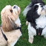 Profile Picture of Paula Maloney (@charliefrankie28) on Instagram