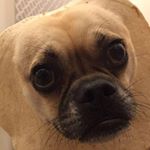 Profile Picture of Adam Walters (@adam_is_awesome4520) on Instagram