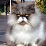 Profile Picture of Paul Fitzgibbons (@paulydonebuy) on Instagram