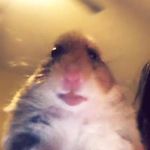 Luka Santelli - Instagram Profile Picture of Luka Santelli (@luka_santelli) on Instagram