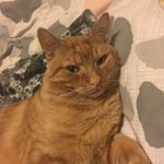 Profile Picture of Ginger Rex (@gingerexthecat) on Instagram