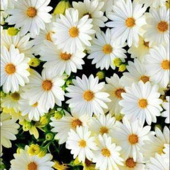 Profile Picture of Carmen Westerhausen (@westerhausenc) on Poshmark