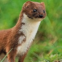 Profile Picture of Joe Weasel Chest (@joe-weasel-chest) on Quora