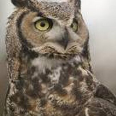 Profile Picture of Michael Wacey (@owlsaver) on Twitter