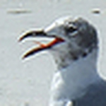 Profile Picture of Cindy Hayes (@new here2012) on Flickr