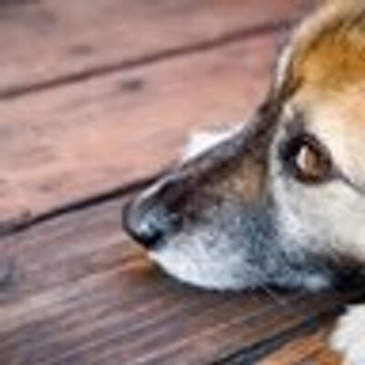 Profile Picture of Edward Huang (@shorgi) on Twitter