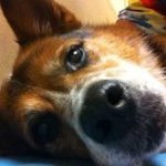 Profile Picture of joycehimmel (@joycehimmel) on Instagram