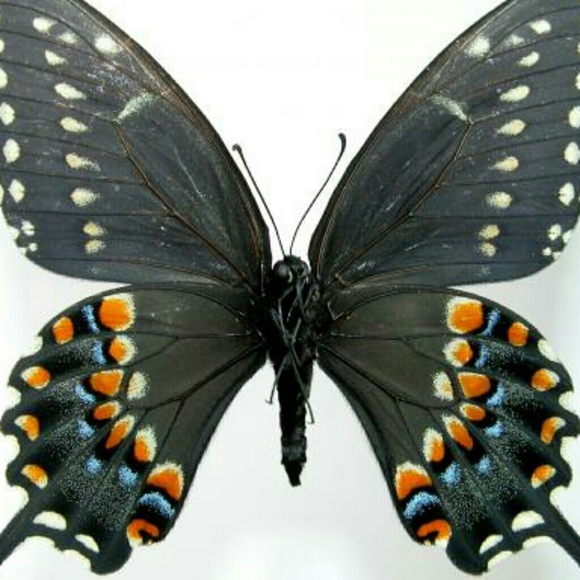 Profile Picture of Jessica Mermelstein (@jlbird13) on Poshmark