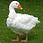 Profile Picture of Russell Malcolm (@Rusty the Scot) on Flickr