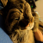 Profile Picture of Michi Schwaiger (@augenster*chen) on Flickr