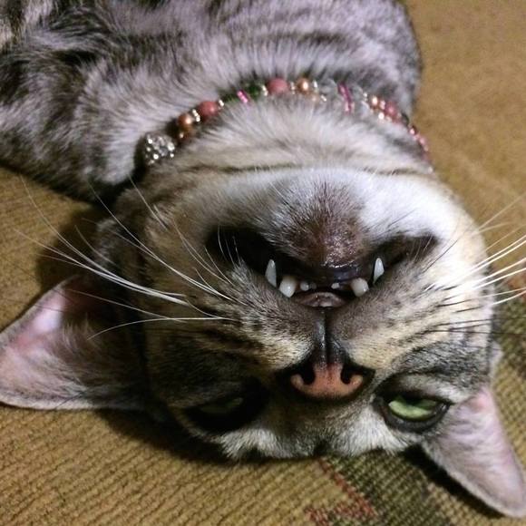 Profile Picture of Joyce Pierce (@miragecats) on Poshmark