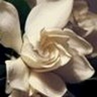 Profile Picture of Tamara Tanner (@tamara-tanner-1) on Quora