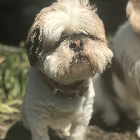 Profile Picture of Miranda Labine (@mirandalabine) on Poshmark