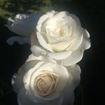Profile Picture of Joel Dupont (@rosesamoi) on Instagram